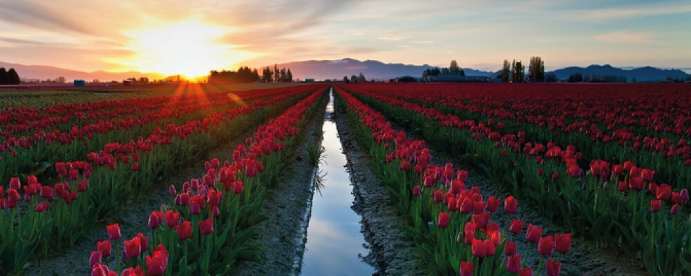 Campos de tulipanes del Valle Skagit, Washington